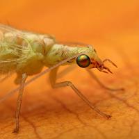 Green Lacewing 